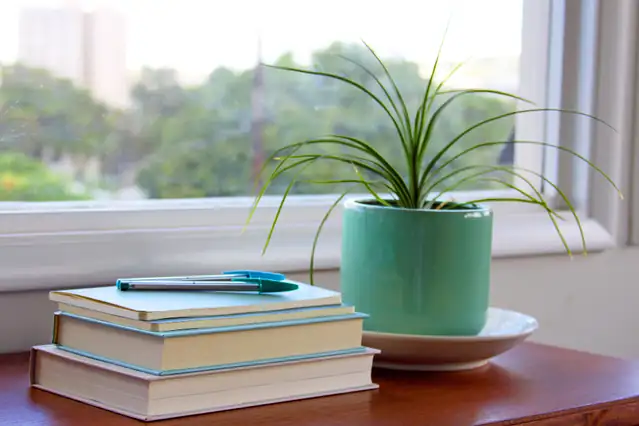 Books and a plant on a table by a window